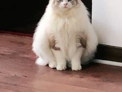 -PETKIT小佩宠物(昭化店)