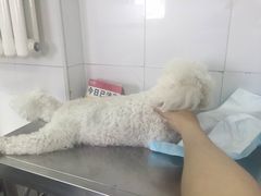 -美联众合动物医院·24h京西诊疗中心