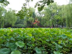 -四川大学(望江校区)