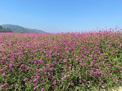 -径山花海
