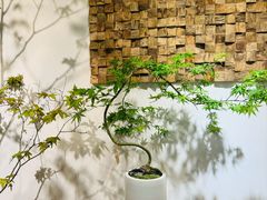 -自由生长植物工作室(深港花卉中心店)