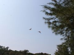 -野狸岛
