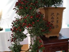 -莲湖公园
