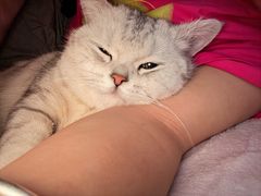 -喵zoo家庭繁育猫舍(尖东智能花园店)