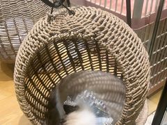 -藏猫猫咖啡主题馆(中央大道店)