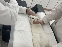 -邢大夫动物医院