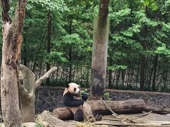-都江堰中华大熊猫苑