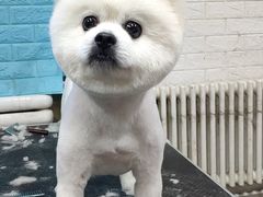 -派多格宠物·购宠(靛厂路店)