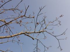 -广富林郊野公园