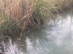 -梁鸿国家湿地公园
