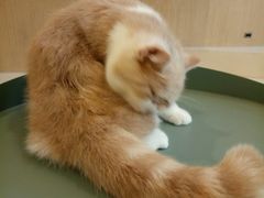 -飞行喵MR PILOT|猫舍·猫咖(静安大融城店)