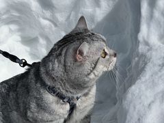 -广元曾家山国际滑雪场