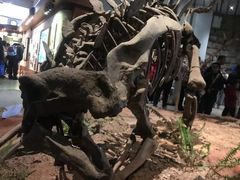 -自贡恐龙博物馆