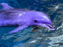 -郑州海洋馆