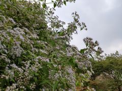 -羚羊峡古栈道森林公园
