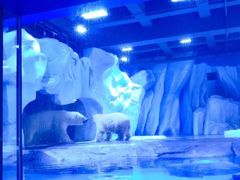 景点-上海海昌海洋公园
