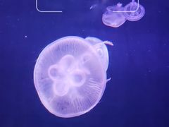 -太平洋海底世界