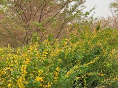 -古柏渡飞黄旅游区