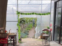 -马陆小张葡萄园农家乐