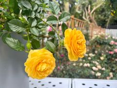 -人民公园(罗湖区)