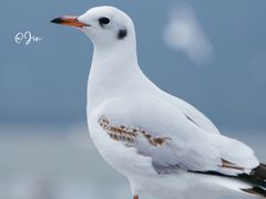 -昆明冠生园·蛋糕·面包(南强街店)