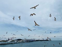 -海驴岛(荣成市)