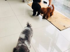 -创凡宠物医院·骨专科  猫科中心(西乡分院)