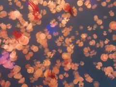 -多彩贵州城极地海洋世界