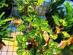 -大自然花鸟鱼虫市场