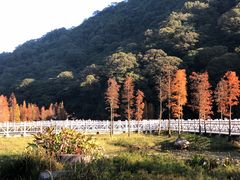 -广州市石门国家森林公园