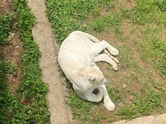 -西霞口神雕山野生动物世界