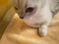 -猫猫幼稚园·撸猫·桌游·电玩