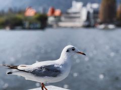 -海埂大坝