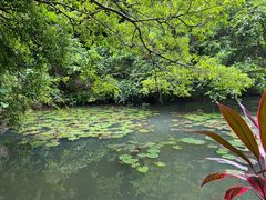 -三亚亚龙湾人间天堂鸟巢度假村