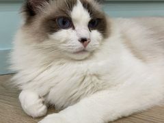-安格丽娜·狗咖·猫咖羊驼咖(春熙路百盛商场店)