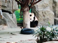 -灵玲国际马戏城