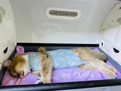 -谐和益家动物医院·免疫绝育·血液透析·宠保定点医院(高新伊藤分院)