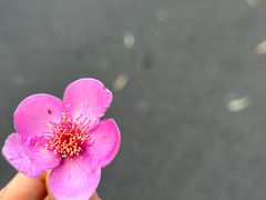 -马峦山郊野公园