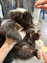 -Zoolung Zoolung动物主题公园(海信广场店)