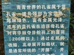 -青青世界
