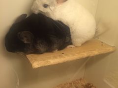 -龙猫仔乐园(惠福东路店)