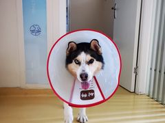 -芭比堂动物医院·犬猫全科·异宠专科(雁塔分院)