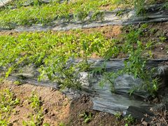 -万源龙顺度假庄园生态观光园