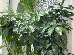 -大树餐厅(红旗街万达店)