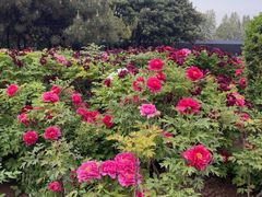-洛阳市隋唐城遗址植物园