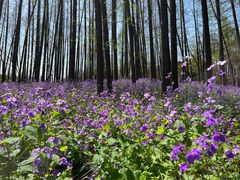 -上海共青森林公园