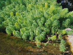 -成都市活水公园