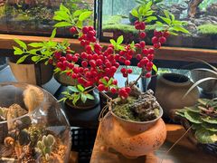 -自由生长植物工作室(深港花卉中心店)