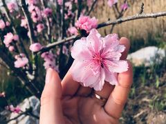 -春花秋色城市公园