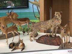 -陕西自然博物馆